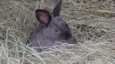 Little rabbit in the hay Stock Footage 116431118