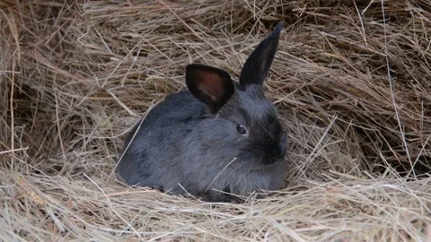 Little rabbit in the hay Stock Footage 117128075