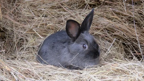 Little rabbit in the hay Stock Footage 117128810