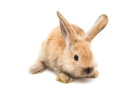 Little rabbit isolated Stock Photos