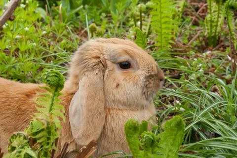 Little rabbit Stock Photos