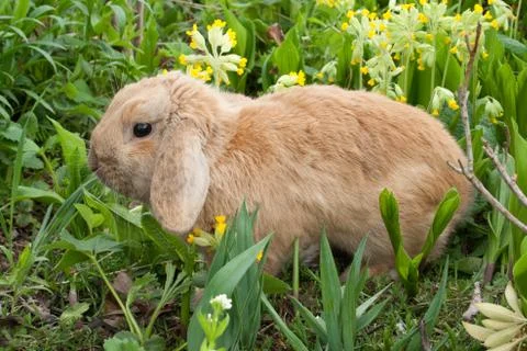 Little rabbit Stock Photos