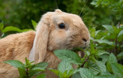 Little rabbit Stock Photos