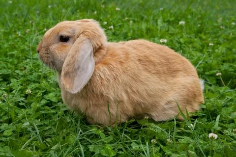 Little rabbit Stock Photos