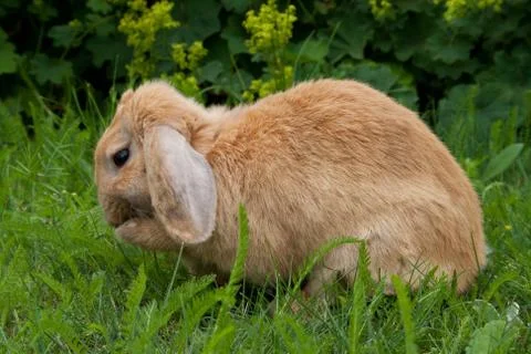 Little rabbit Stock Photos