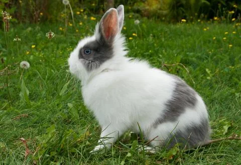 Little rabbit Foto stock