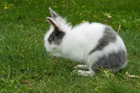 Little rabbit Stock Photos
