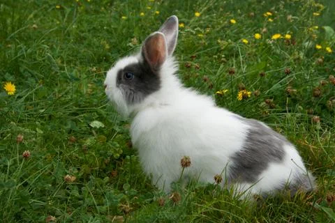 Little rabbit Stock Photos