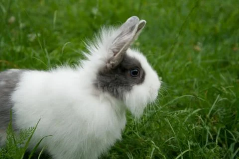 Little rabbit Stock Photos