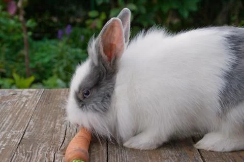 Little rabbit Stock Photos