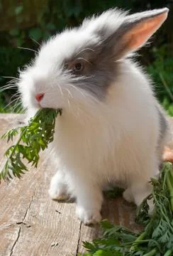 Little rabbit Stock Photos