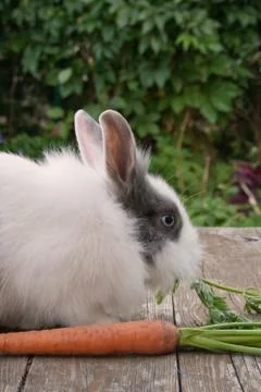 Little rabbit Stock Photos