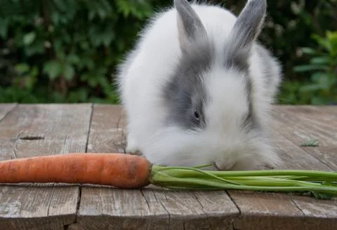 Little rabbit Stock Photos