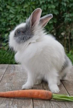 Little rabbit Stock Photos