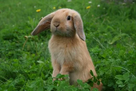 Little rabbit Stock Photos