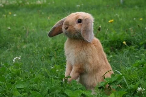 Little rabbit Stock Photos