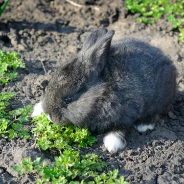 Little rabbit Stock Photos