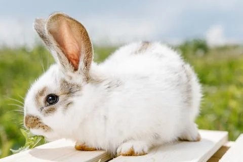 Little rabbit Stock Photos