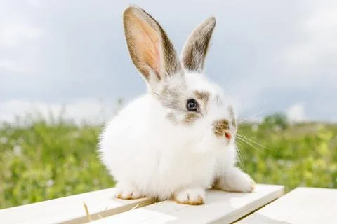 Little rabbit Stock Photos