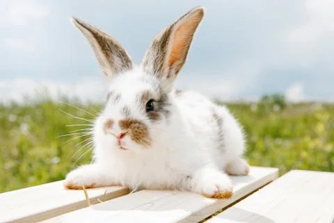 Little rabbit Stock Photos