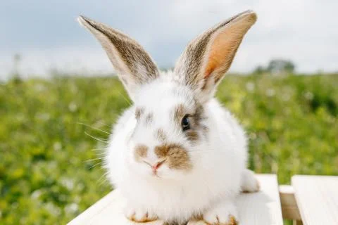 Little rabbit Stock Photos