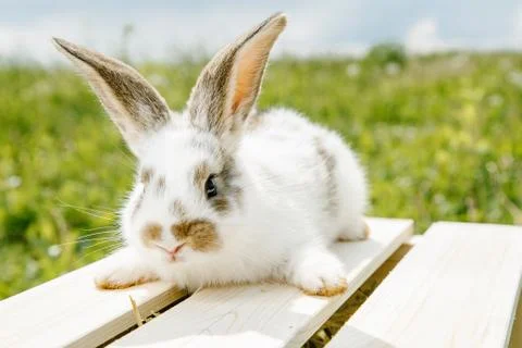 Little rabbit Stock Photos