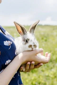 Little rabbit Stock Photos
