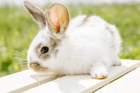 Little rabbit Stock Photos