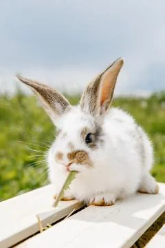 Little rabbit Stock Photos