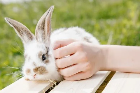 Little rabbit Stock Photos