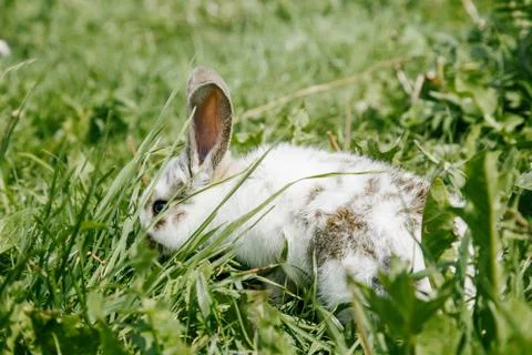 Little rabbit Stock Photos