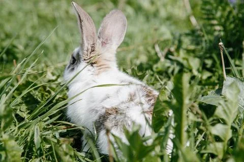 Little rabbit Stock Photos