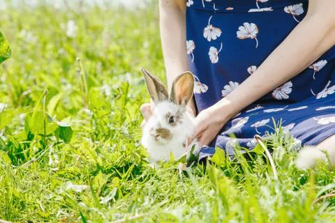 Little rabbit Stock Photos