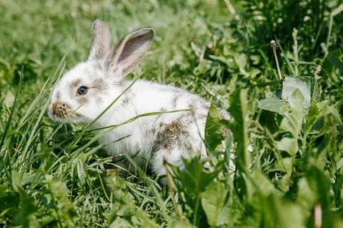 Little rabbit Stock Photos