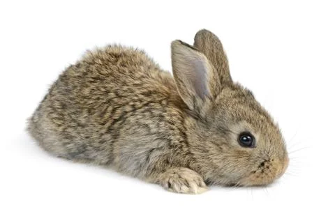 Little rabbit Stock Photos