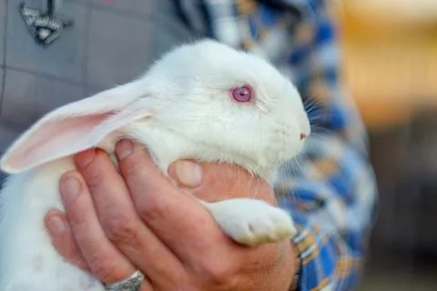 Little rabbit Foto stock