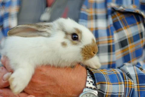Little rabbit Foto stock