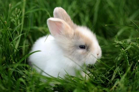 Little rabbit Stock Photos