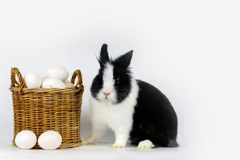 Little rabbit Stock Photos