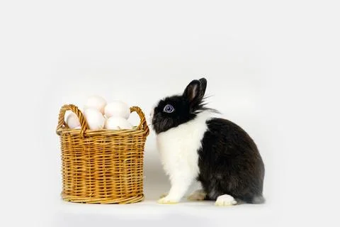 Little rabbit Stock Photos
