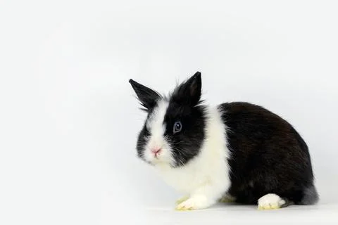 Little rabbit Stock Photos