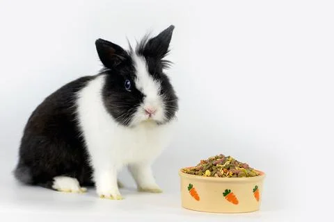 Little rabbit Stock Photos