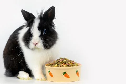 Little rabbit Stock Photos