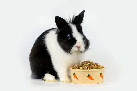 Little rabbit Stock Photos