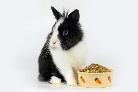 Little rabbit Stock Photos