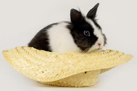 Little rabbit Stock Photos