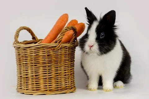 Little rabbit Stock Photos