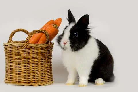 Little rabbit Stock Photos