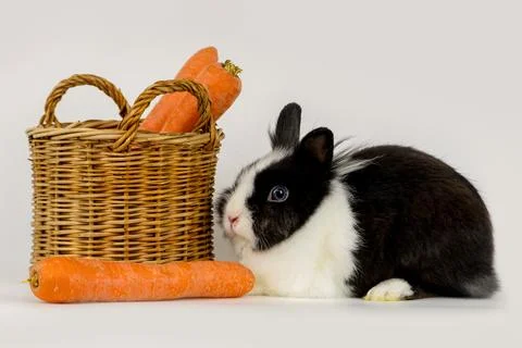 Little rabbit Stock Photos