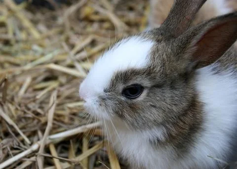 Little rabbit Stock Photos